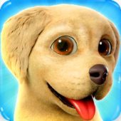 Lovely Pets Dog Town Image Lovely Pets Dog Town