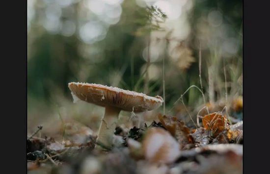 ReLens Camera for Android Screenshot ReLens Camera for Android